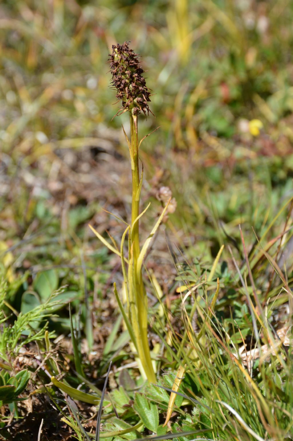 Nigritella rhellicani matura